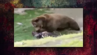 Ужасных случаев нападения животных в зоопарке на людей