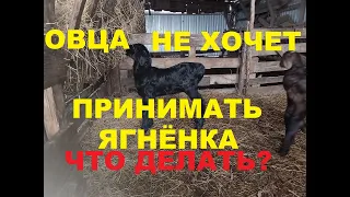 Овца не принимает ягненка. Что делать? Как подсунуть овцам чужих ягнят. Мясное овцеводство.