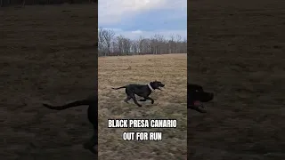 Black presa canario out for a run | fit dogs | The Proper K9