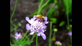 Сказки Венского леса И.Штраус