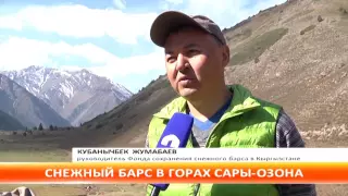 В горах Чуйской области фотоловушки зафиксировали снежного барса