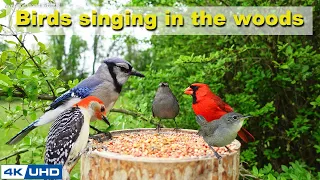 4 HOURS of Birds Singing in the Woods, 4K Cat TV, Bird Video, Relaxing Sound ASMR, Awesome World 032