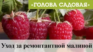 Голова садовая - Уход за ремонтантной малиной