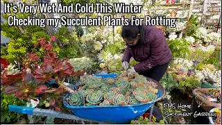 My Succulent Garden In This Very Wet and Cold Winter 🥶