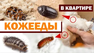 КОЖЕЕДЫ В КВАРТИРЕ: откуда берутся, чем опасны и как от них избавиться