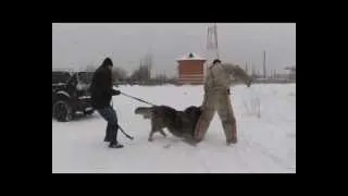 Джангар Победитель.Дрессировщик Гончаров Александр.