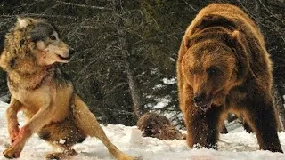 Медведь атакует Подборка нападений медведя