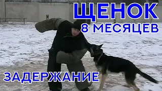 Щенок Немецкой Овчарки, 8 месяцев. Отработка навыка "Задержание". Working German Shepherd puppy.