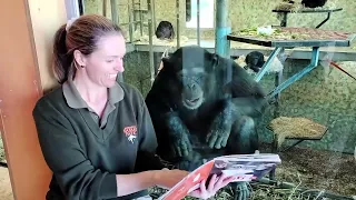 Keeper Laura reads to Enzi the Chimp