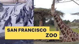 [4K] San Francisco Zoo & Gardens