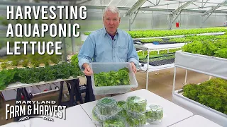 How Aquaponic Lettuce is Harvested  |  MD F&H