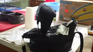 Crow steals your cash!