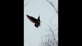 shotkam gen 3                     woodcock hunting