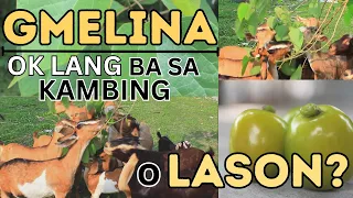 GMELINA: Ok lang ba sa Kambing o LASON?