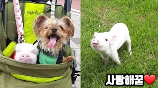 (Eng sub) 사람을 좋아하는 돼지가 자주 하는 행동 / 천재 미니피그 복남이의 모든날 모든순간🐷