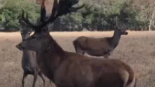 Red Stag Hunts in Texas. WHY TEXANS HUNT WITH JENNIFER