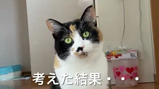 可愛いすぎる三毛猫のテンテン❤️見ているだけで癒されます❤️