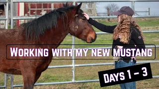 First Few Days With My New Mustang! | 2021 Equine Affaire Mustang TIP Challenge