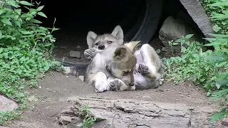 Adorable and Squirmy Wolf Pups Wrestle and Nip 🐺