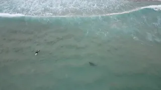 Shark Surfing at Maroubra Beach August 2021