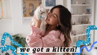 WE GOT A KITTEN | Bringing Our Ragdoll Kitten Home, Cat Proofing The House, & Kitten Essentials