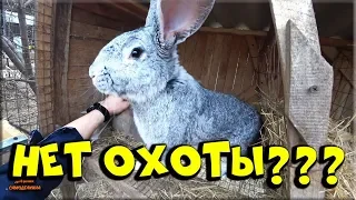 🐰 Случка кроликов без охоты! Наш опыт.... 😪