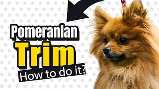 How to Trim a Pomeranian