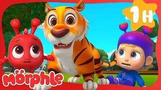 Run Morphle! The Tiger is Loose! 🐯| BRAND NEW | Cartoons for Kids | Mila and Morphle