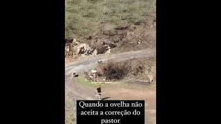 Quando a ovelha não aceita a correção do pastor