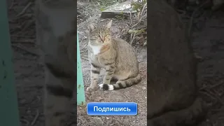 ЕГО ВЕЛИЧЕСТВО КОТИК