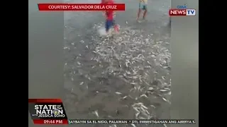 SONA: Sangkaterbang buhay na isda, napadpad sa baybayin sa El Nido, Palawan