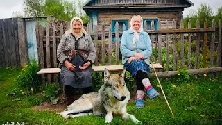 К бабушкам, сидевшим на скамейке, подошла волчица и улеглась рядом. Что произошло дальше невероятно