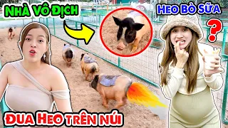 Cuộc Thi Đua Heo Bò Sữa Tại Nông Trại Chika Farm Đà Lạt - Vê Vê Channel