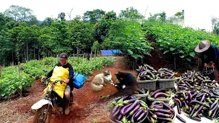 FULL VIDEO Life in the mountain, harvesting, selling to the market, planting