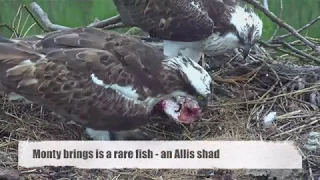 Unhatched osprey chicks calling