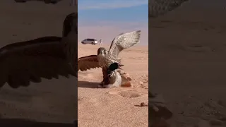 Facts | Falcon attacks duck🦆 | 😭😢 #shorts #viral #ugcnetresult