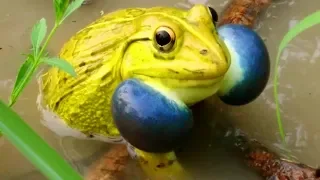 Indian Bullfrog - Amazing Frog Sound - Yellow Frog Call - Tiger Frog