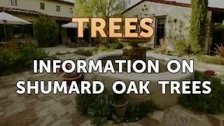 Information on Shumard Oak Trees