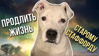 РЕЦЕПТ ДОЛГОЛЕТИЯ СОБАКИ | ПРОДЛИТЬ ЖИЗНЬ СТАРОМУ СТАФФОРДУ | EXTEND THE LIFE OF YOUR OLD DOG