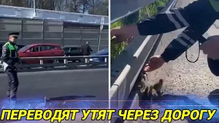 Москва. Инспекторы ДПС переводят утят через дорогу