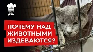 ПОМОЖЕМ ЖИВОТНЫМ | ВОЗЬМЕМ КОШКУ ИЗ ПРИЮТА