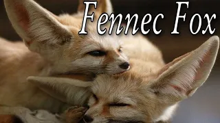 FENNEC FOX is the Cutest Wildlife Predator. The Smallest FOX in the world! Desert Fox. Facts.Animals