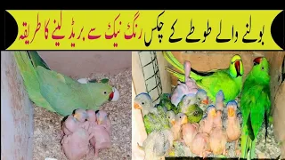 breeding tips ringneck parrot/progress parrot