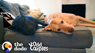 Dog and Pig BFFs Live for Their Playdates | The Dodo Odd Couples