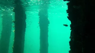 Underwater Observatory at Busselton Jetty