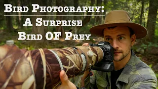 Bird Photography: With a SURPRISE encounter with a Bird of Prey | Canon R5