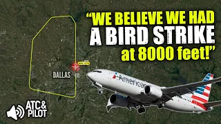 BIRD STRIKE AFTER THE RUNWAY! American Boeing 737 returns to Dallas [Real ATC]