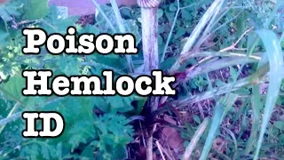 Poison Hemlock - ID and Notes