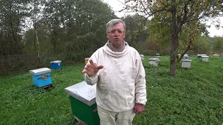 Массовая гибель пчёл осенью.  Пасека Лаврова.