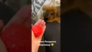 Поздравляю собаку с Днем Рождения! 😍🥳